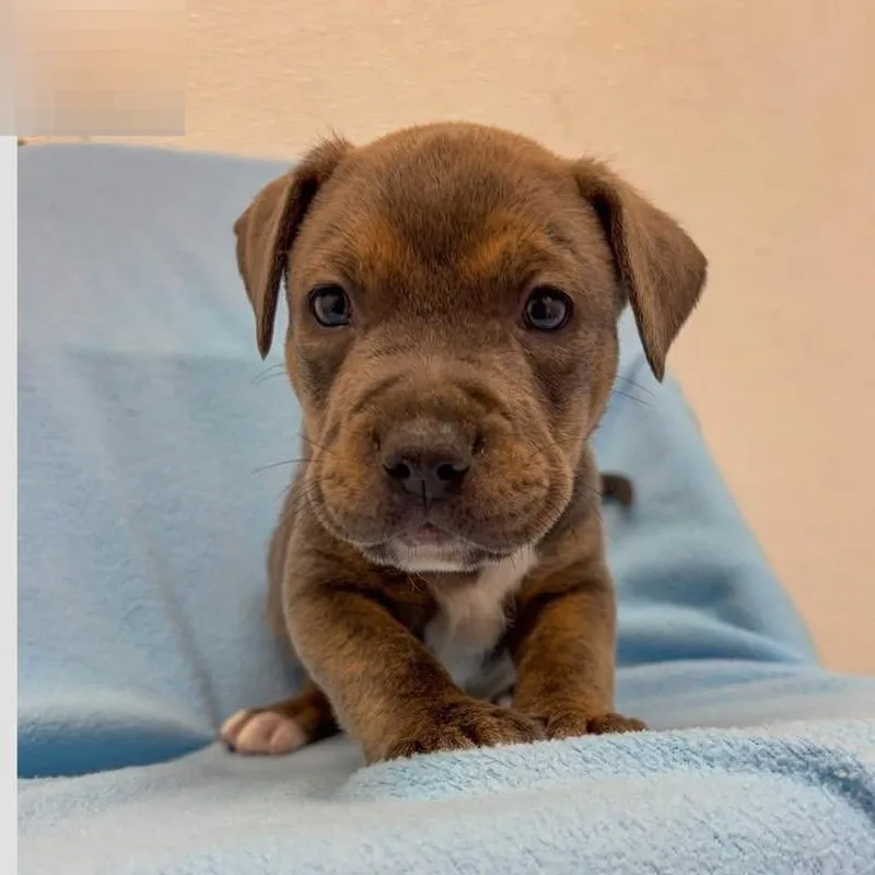 Cilantro thumbnail 2