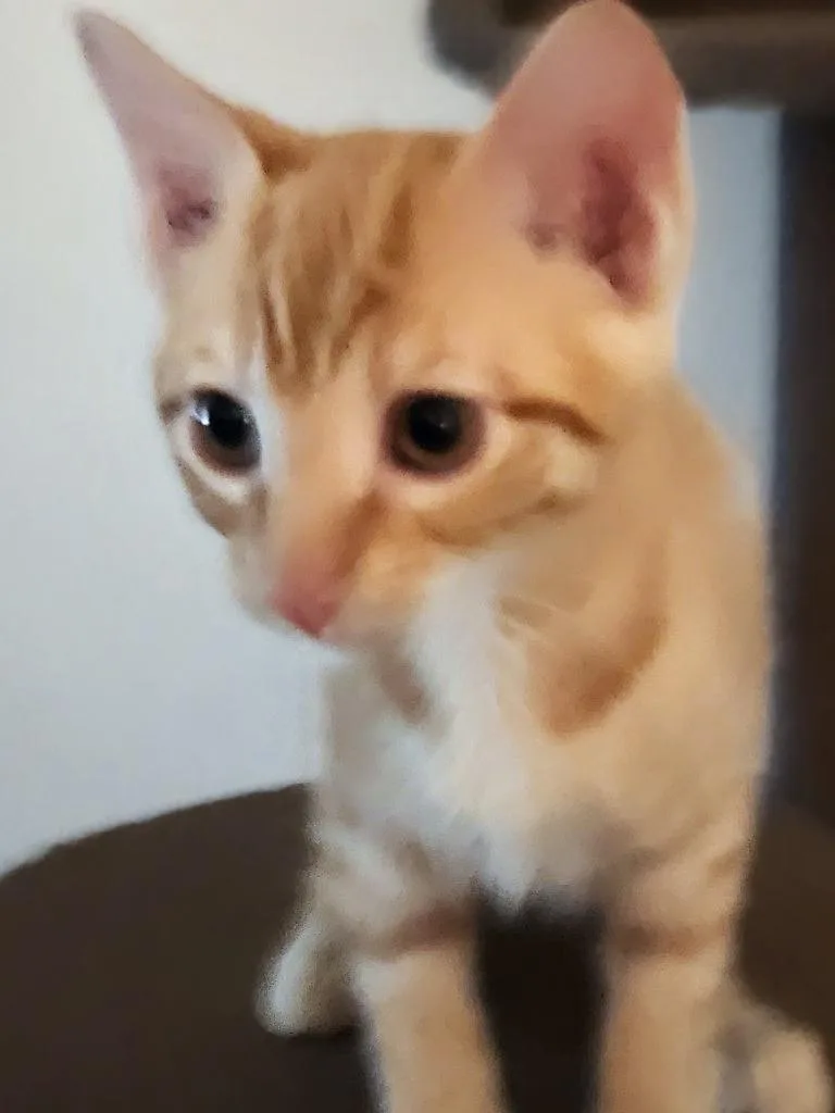 A baby small-sized male Domestic Short Hair cat named Topper for adoption in Magnolia, TX