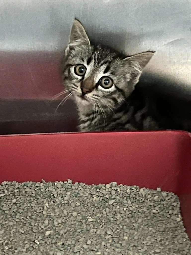 A young small-sized male Domestic Short Hair cat named Nero for adoption in Cartersville , GA