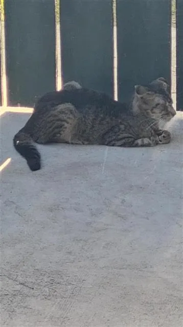 A young small-sized male Domestic Short Hair cat named Sprinkles for adoption in San Antonio, TX