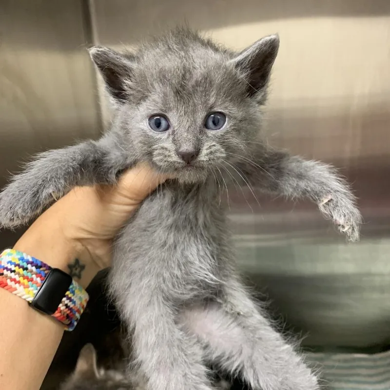 A baby small-sized male Gray / Blue / Silver Domestic Short Hair cat named Zed for adoption in Morganton, NC