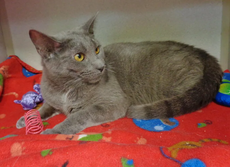 A young small-sized male Gray / Blue / Silver Domestic Short Hair cat named Donny for adoption in Delhi, NY