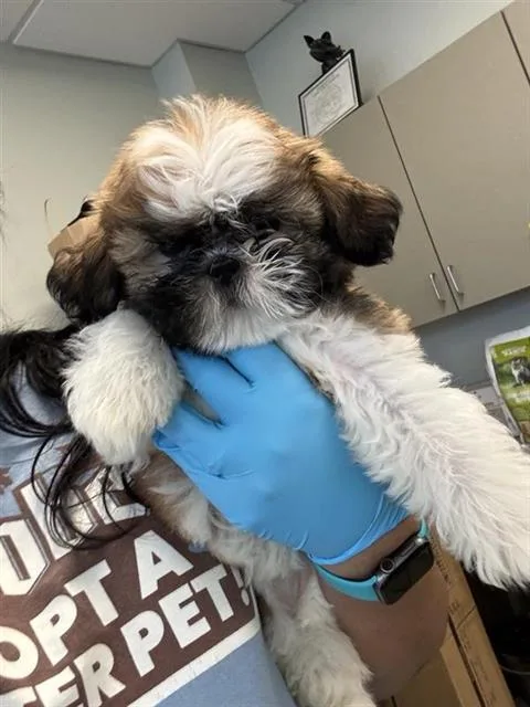 A baby small-sized female Shih Tzu dog named Molly for adoption in San Antonio, TX