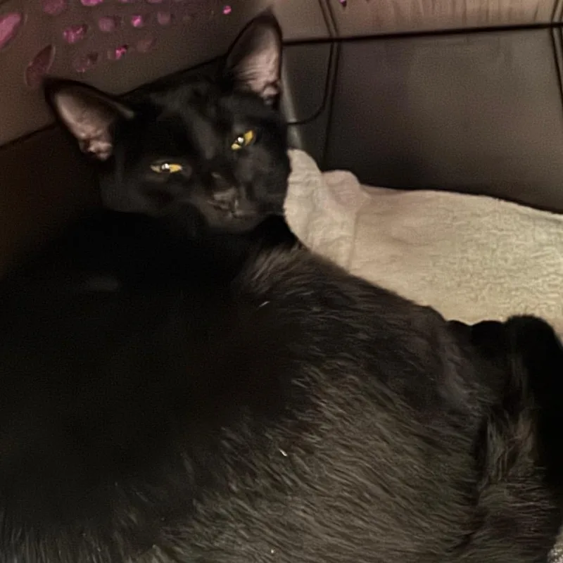An adult medium-sized male Black Domestic Short Hair cat named Hermit Crab for adoption in York, PA