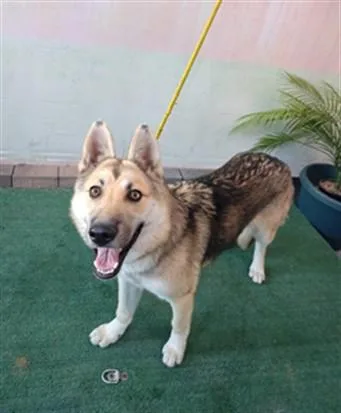 A young medium-sized female German Shepherd Dog dog named Nugget for adoption in Baldwin Park, CA