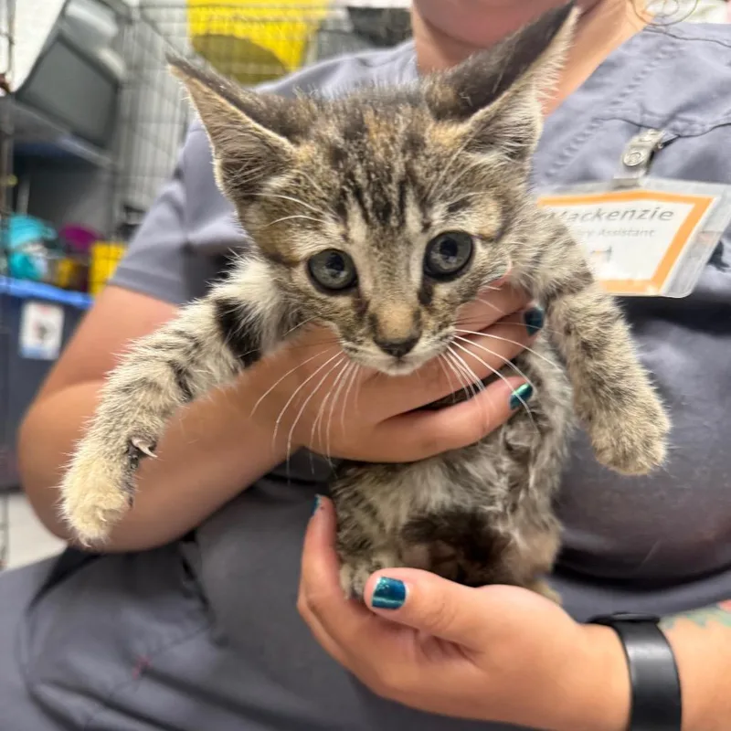 A baby small-sized female Gray / Blue / Silver Domestic Short Hair cat named Sorbet for adoption in Normal, IL