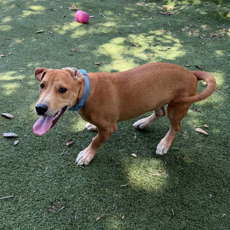 A baby medium-sized male Yellow / Tan / Blond / Fawn Basset Hound dog named Anthony for adoption in Lakeland, FL