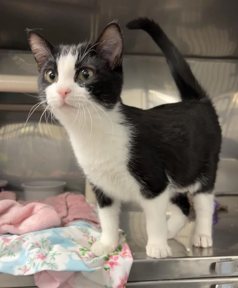 Granny Smith thumbnail 3