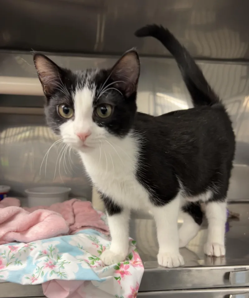 A baby medium-sized female Black & White / Tuxedo Domestic Short Hair cat named Granny Smith for adoption in Montville, NJ