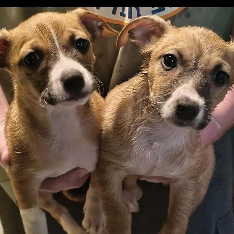 A baby small-sized male Yellow / Tan / Blond / Fawn German Shepherd Dog dog named Max for adoption in Normal, IL