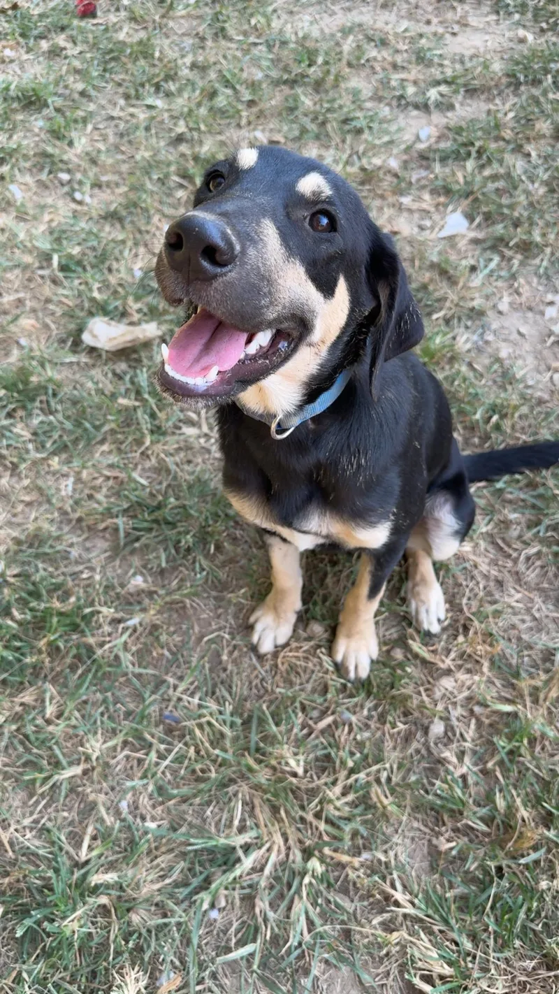 A young medium-sized male Black Beagle dog named Theodore for adoption in Covington, TN