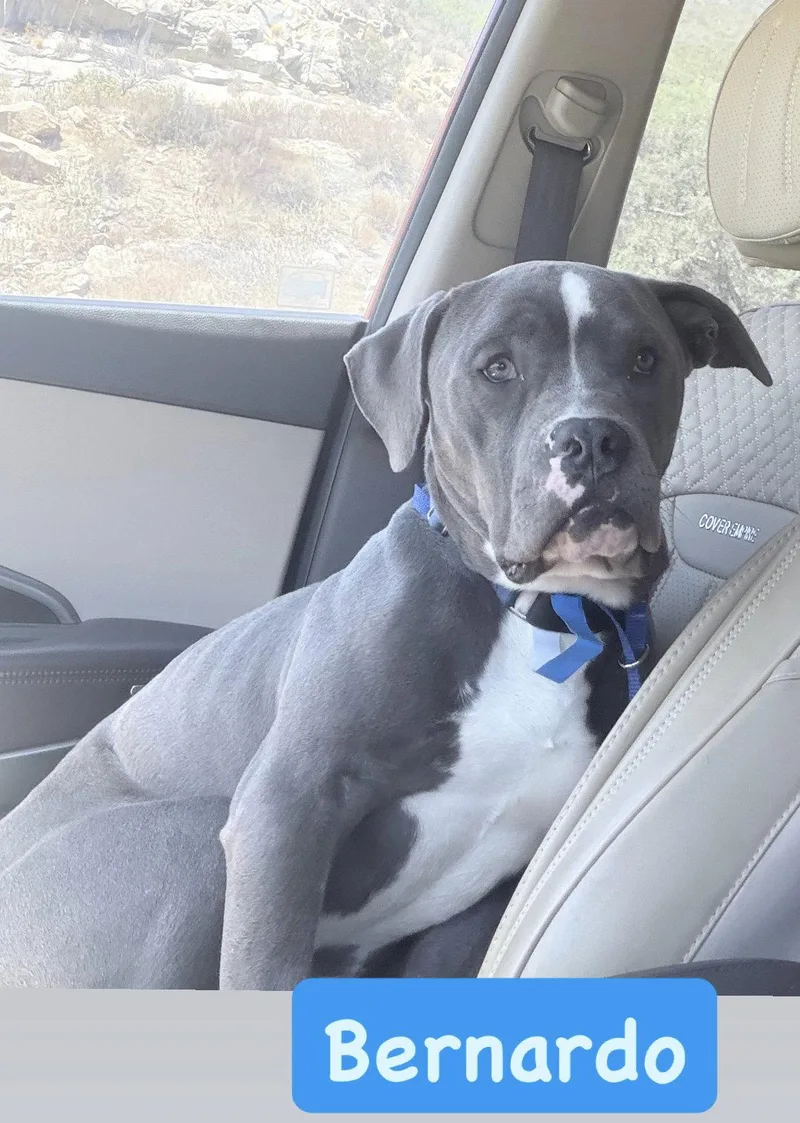 An adult medium-sized male American Staffordshire Terrier dog named Bernardo for adoption in San Diego, CA