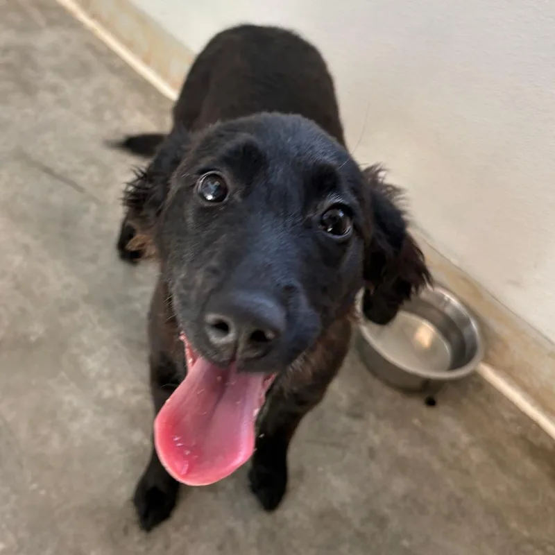A baby small-sized female Black Dachshund dog named Sagebrush for adoption in Pullman, WA