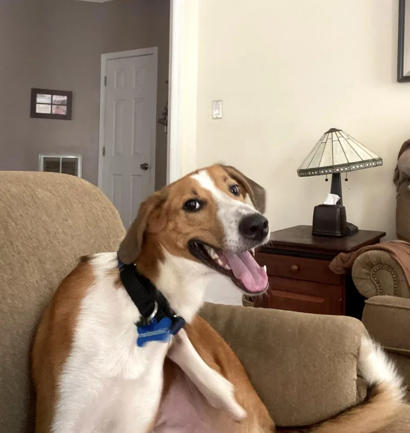 A young medium-sized male Hound dog named Sebastian for adoption in Winter Park, FL