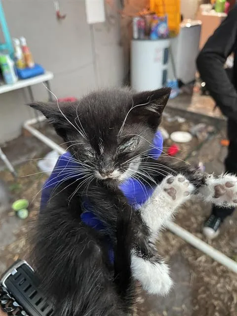 Minnie