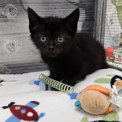 A baby small-sized female Black Domestic Short Hair cat named Beetle for adoption in Lynchburg, VA
