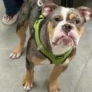 A young medium-sized male Gray / Blue / Silver American Bulldog dog named Scuba Steve for adoption in Tyler, TX