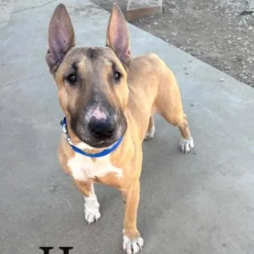 An adult medium-sized male Bull Terrier dog named Harry for adoption in Palm Desert, CA