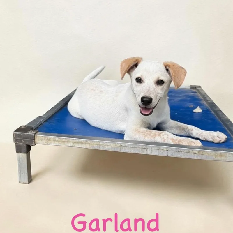 Garland