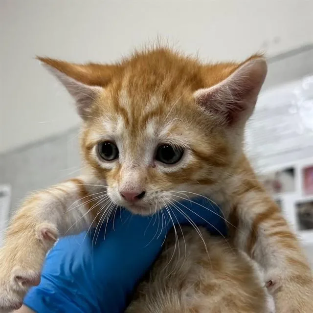 A baby small-sized male Domestic Short Hair cat named Cruz for adoption in Naples, FL