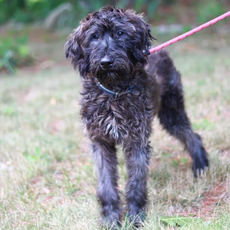 A young medium-sized female Black Poodle dog named CT Moca for adoption in Eastford, CT