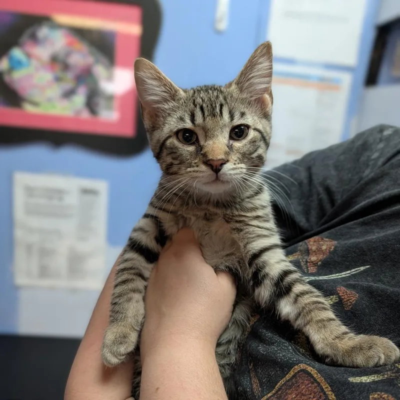 A baby medium-sized male Tabby (Buff / Tan / Fawn) Domestic Short Hair cat named Bart for adoption in Cape Girardeau, MO