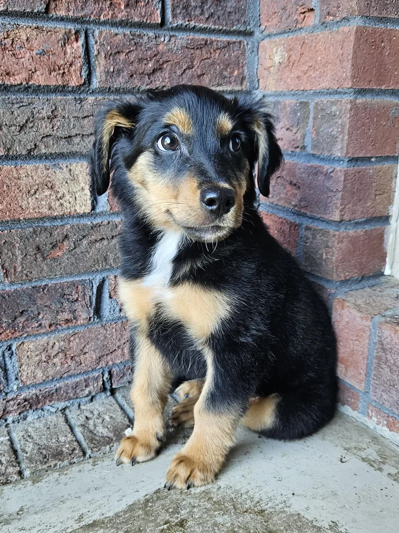 A baby small-sized male Terrier dog named Maximus for adoption in Mount Pleasant, NC