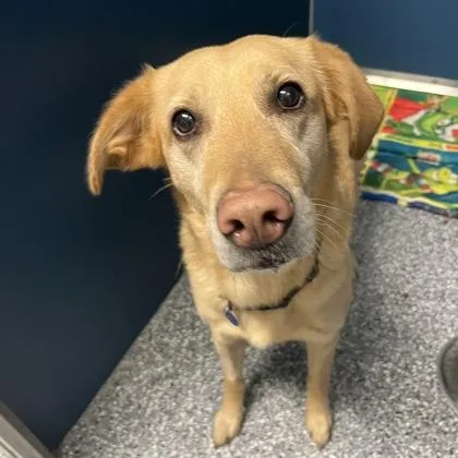 An adult medium-sized female Mixed Breed dog named Millie for adoption in Dubuque, IA