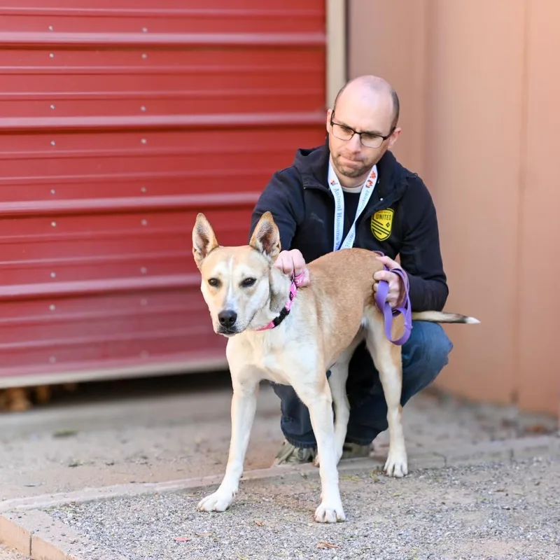 An adult medium-sized female Yellow / Tan / Blond / Fawn Carolina Dog dog named Jessie for adoption in Albuquerque, NM