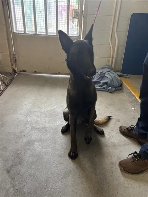 Rufus