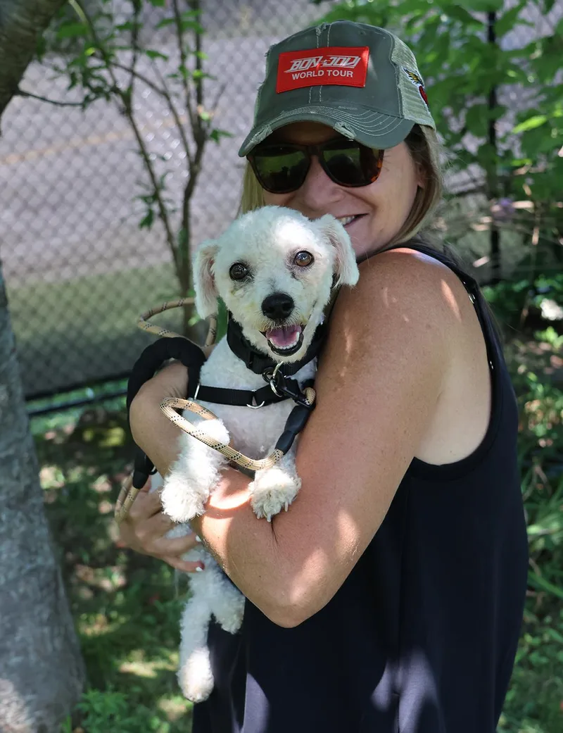 An adult small-sized male White / Cream Bichon Frise dog named Chance for adoption in Harrison, NY