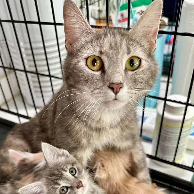 Mama Beta thumbnail 2