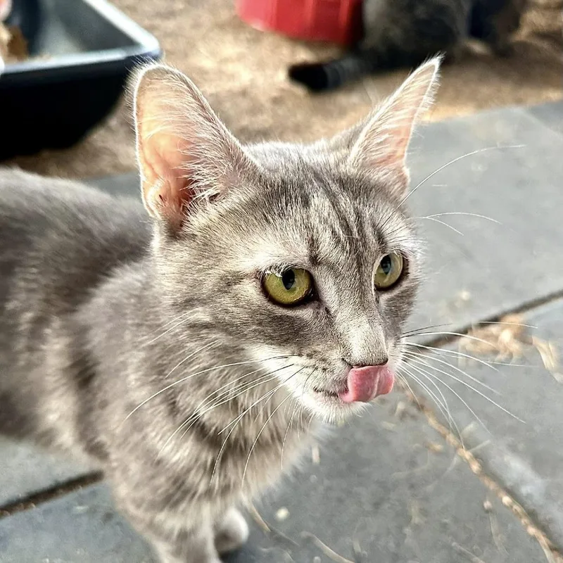 Mama Beta thumbnail 6