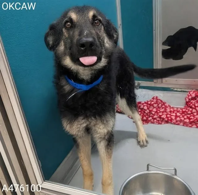 A young medium-sized male German Shepherd Dog dog named Zane for adoption in Oklahoma City, OK