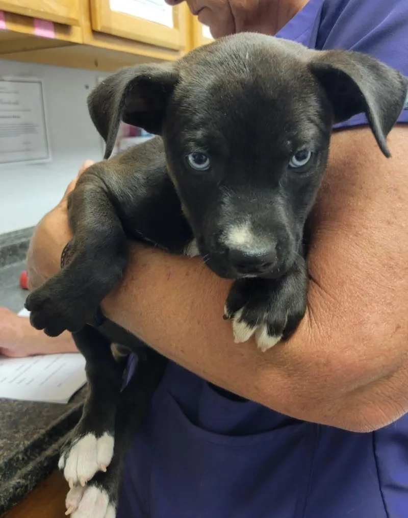 A baby large-sized male Pit Bull Terrier dog named Sauerkraut for adoption in Lockhart, TX