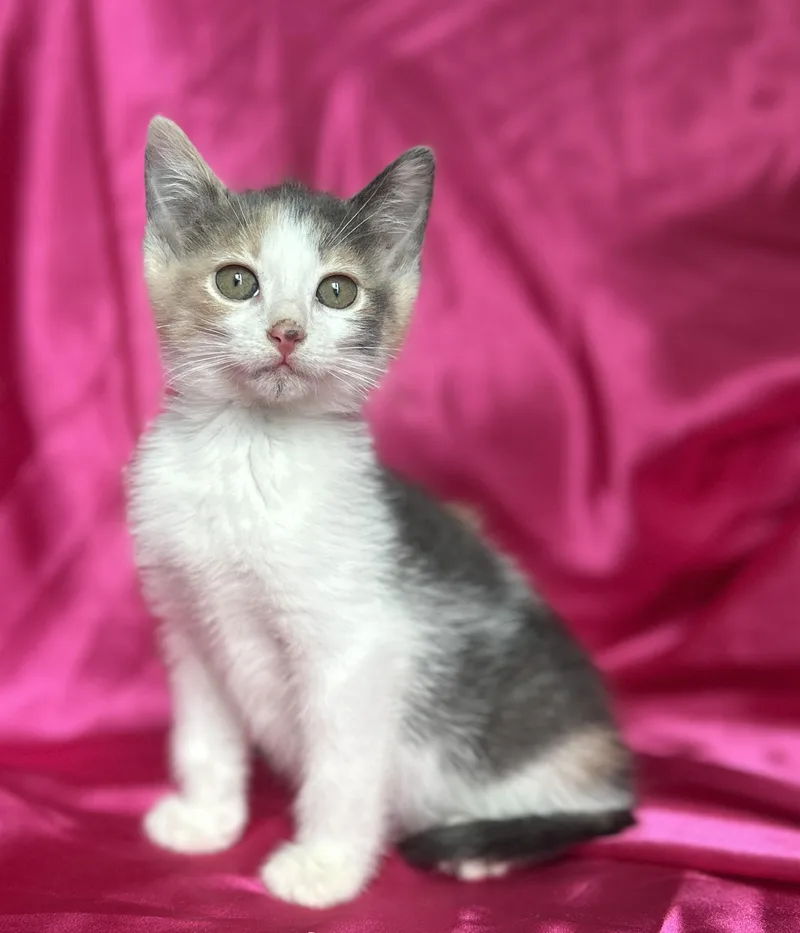 Lizzy thumbnail 3