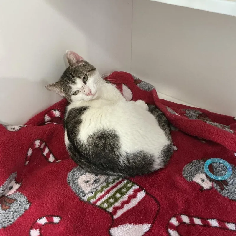 An adult small-sized male White Domestic Short Hair cat named Samuel for adoption in Elizabeth City, NC