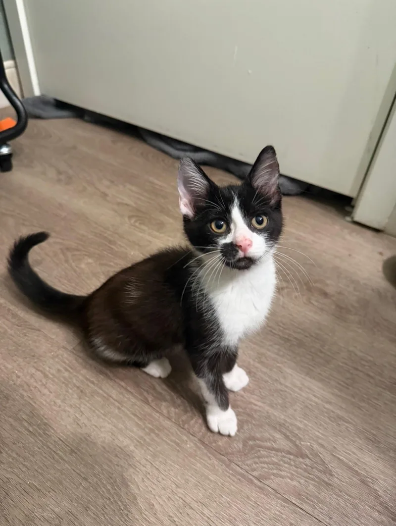 A baby medium-sized male Domestic Short Hair cat named Rowan for adoption in Tampa, FL