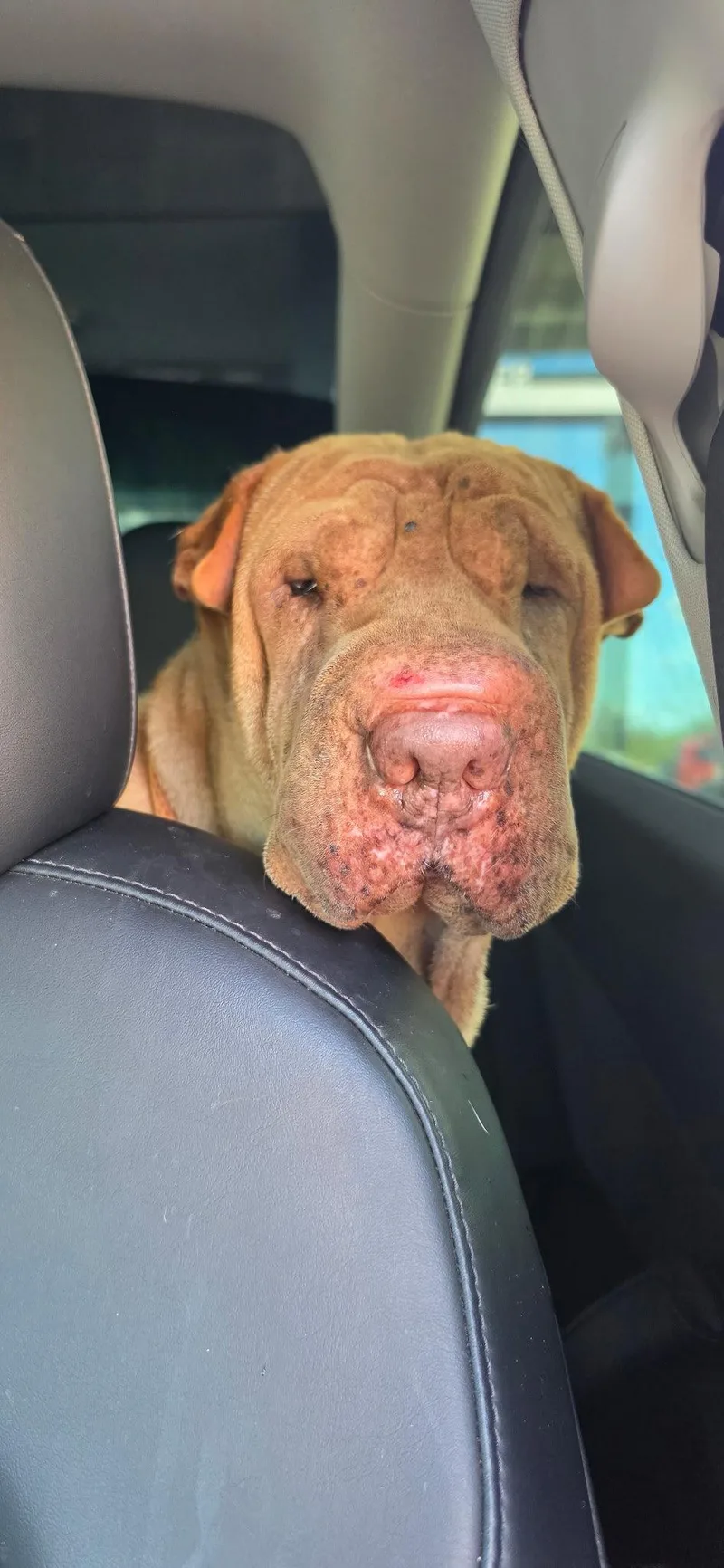 An adult medium-sized female Shar-Pei dog named Honey Bunches of Oats for adoption in Lake Forest, CA