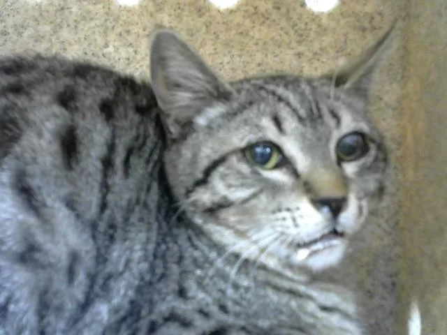 A young medium-sized male Domestic Short Hair cat named Highway for adoption in Albuquerque, NM