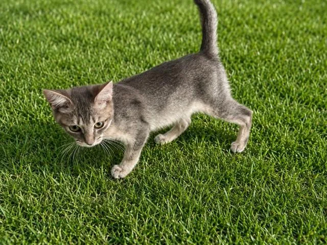A baby small-sized male Domestic Short Hair cat named Richie for adoption in Lancaster, CA