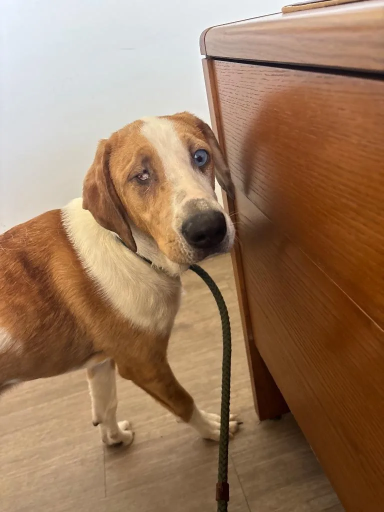 A baby large-sized female Catahoula Leopard Dog dog named Daisy for adoption in Metter, GA