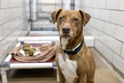 An adult large-sized female Labrador Retriever dog named Ruby for adoption in Coon Rapids, MN
