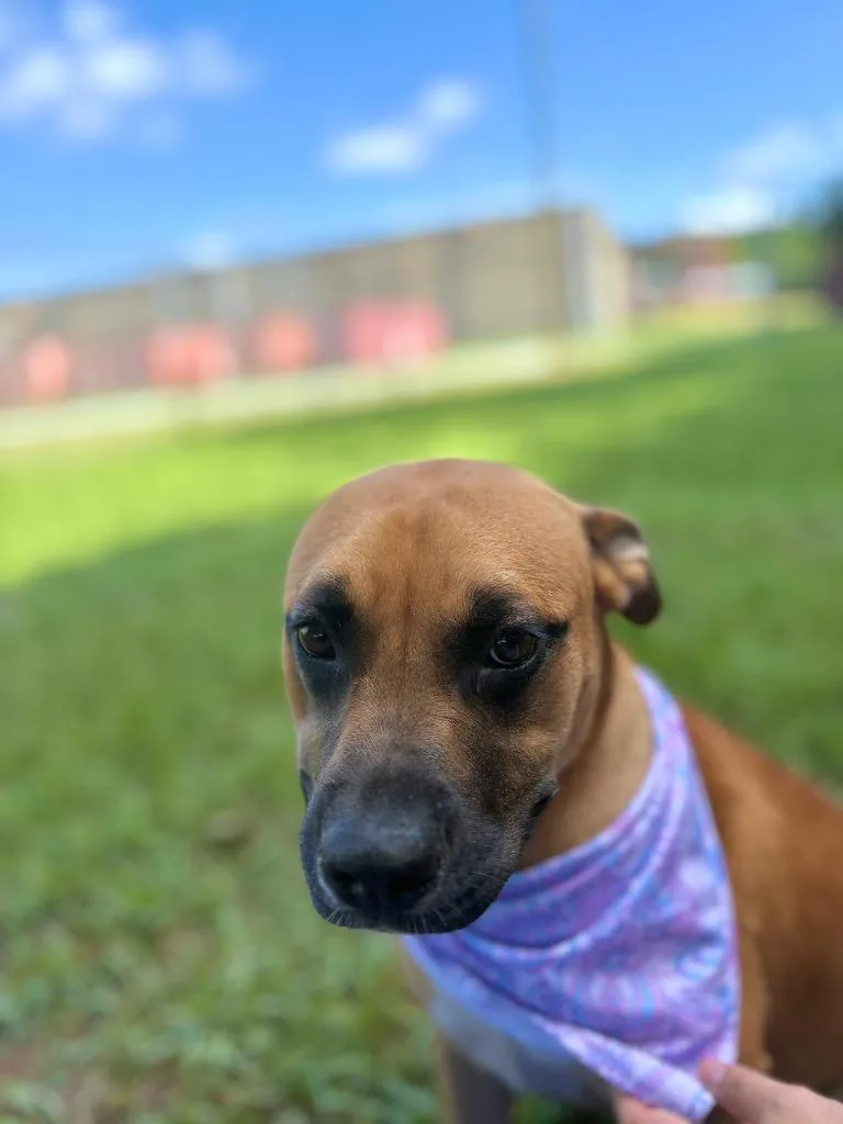 A young medium-sized female Bicolor Mixed Breed dog named Thunder for adoption in Winnsboro, SC
