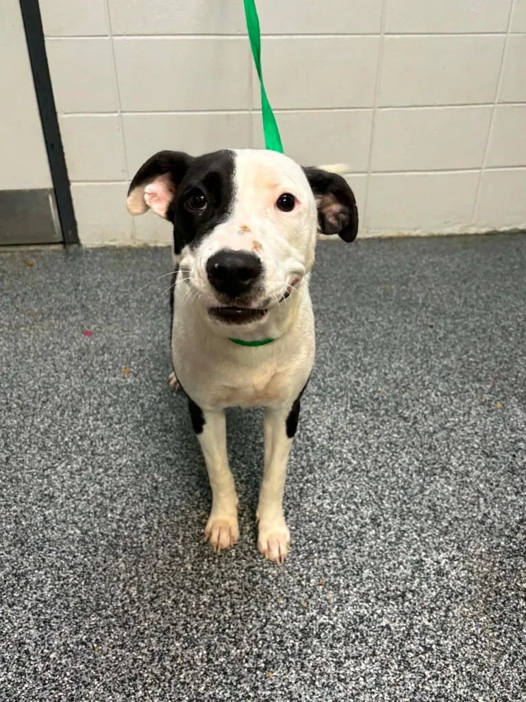 A baby medium-sized female Mixed Breed dog named Possum for adoption in Tifton, GA