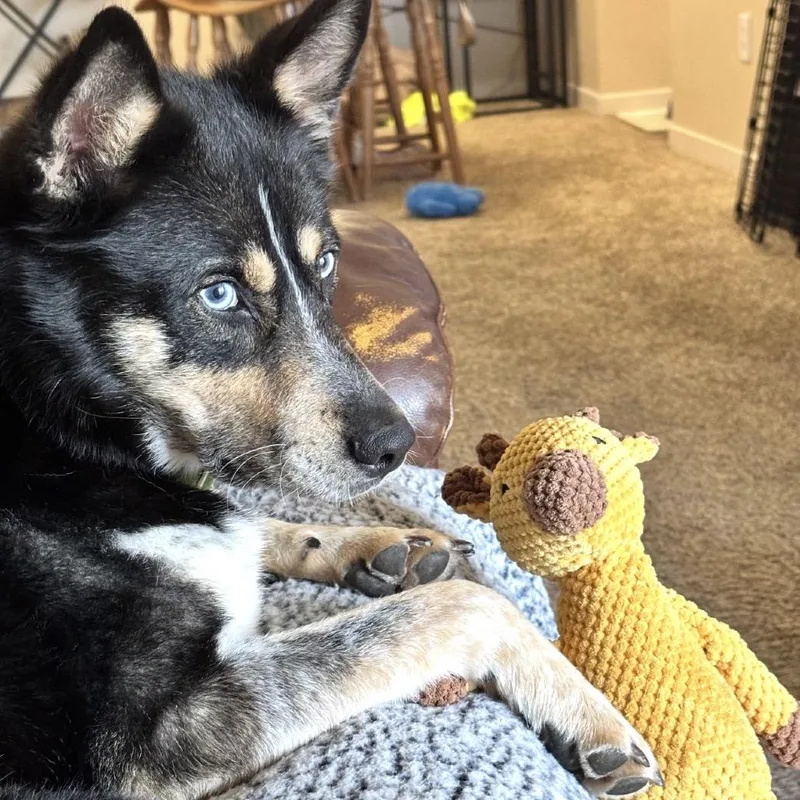 An adult medium-sized female Black Husky dog named Victra for adoption in Gulfport, MS