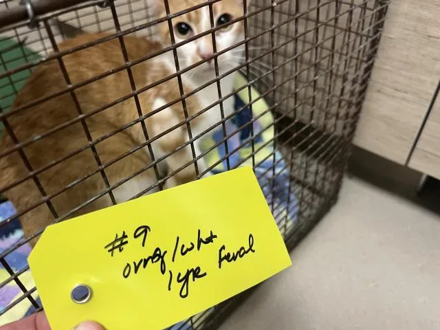 A young medium-sized male Domestic Short Hair cat named Ryu for adoption in San Luis Obispo, CA