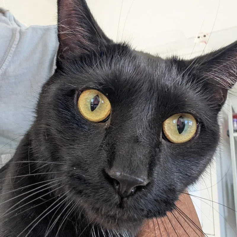 A young large-sized female Black Domestic Short Hair cat named Ruby for adoption in Chapel Hill, NC