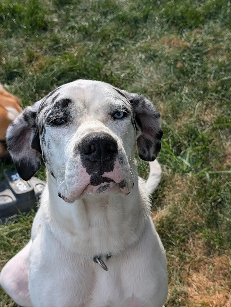 A young extra large-sized female Tricolor (Brown, Black, & White) Great Dane dog named Pepper for adoption in Hindsboro, IL