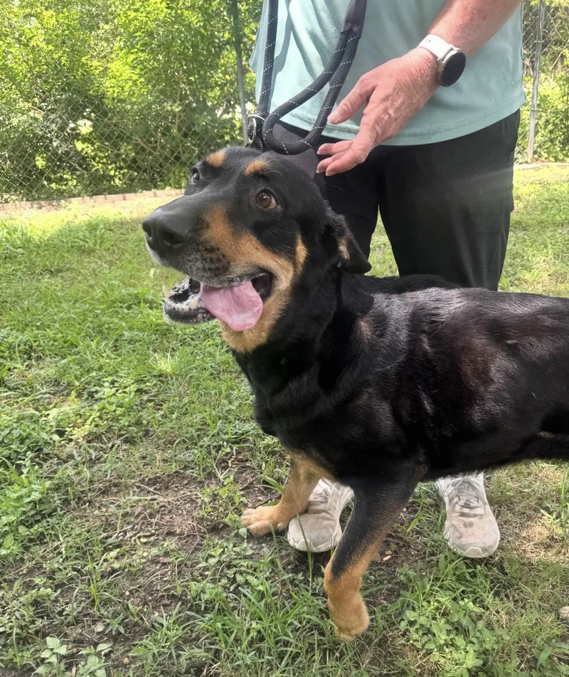 An adult large-sized female Shepherd dog named Selma for adoption in Houston, TX